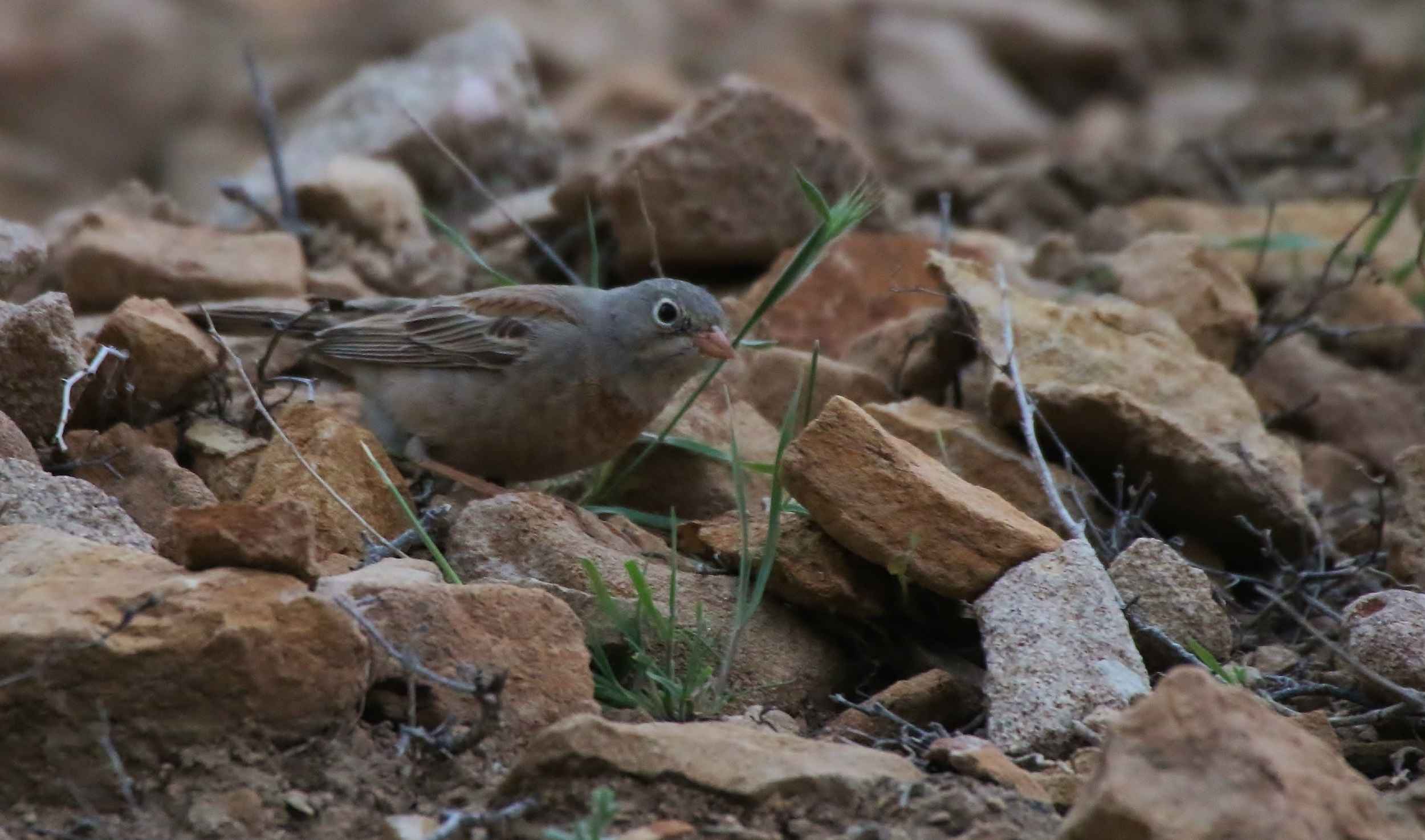 Gray-necked Bunting